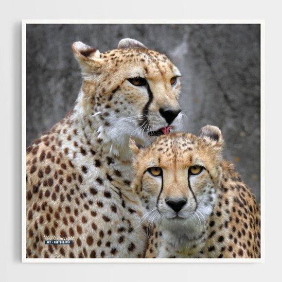 8x8 or 8x10 Cheetah Love‎ Gorgeous Oil Painting Art Print - Picture 4 of 4